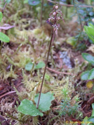 Image of plant Neottia cordata