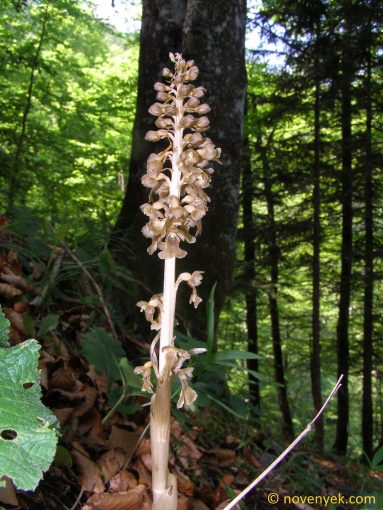 Image of plant Neottia nidus-avis