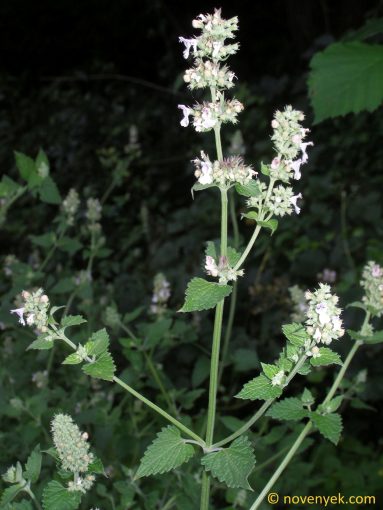 Image of plant Nepeta cataria