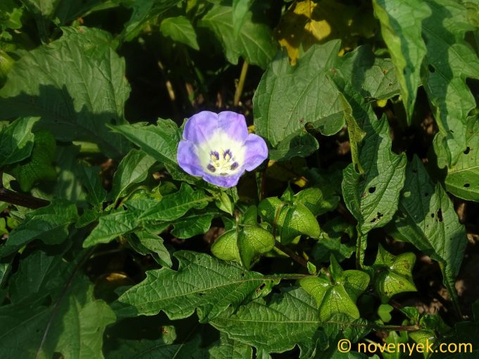 Image of plant Nicandra physalodes