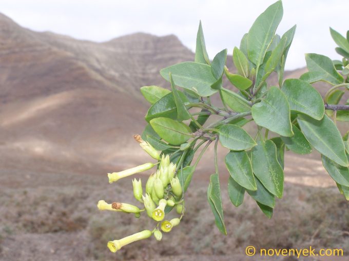 Image of plant Nicotiana glauca