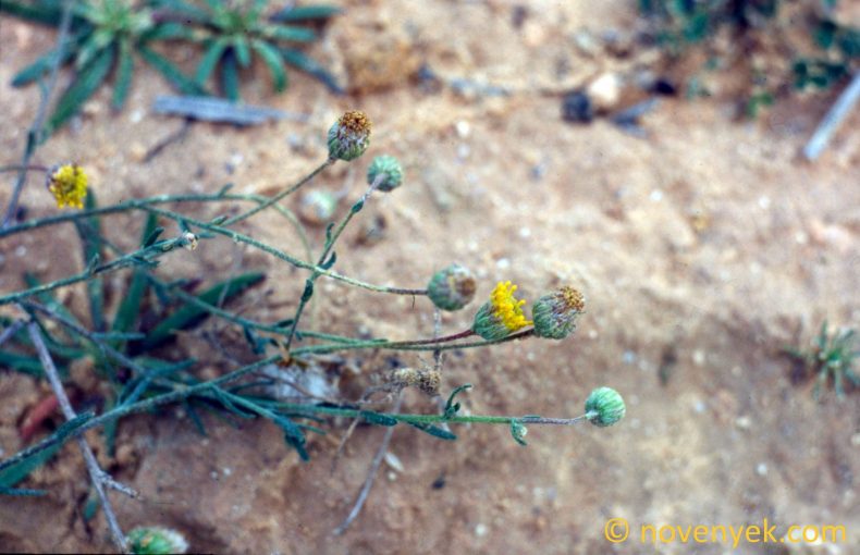 Image of plant Nolletia chrysocomoides