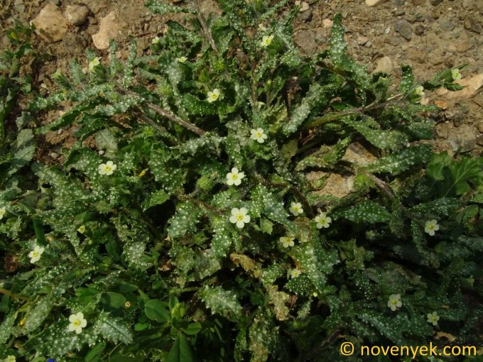 Image of plant Nonea echioides
