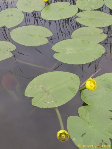 Image of plant Nuphar lutea