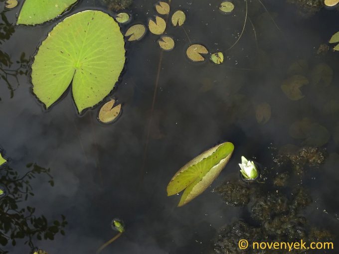 Image of plant Nymphaea ampla