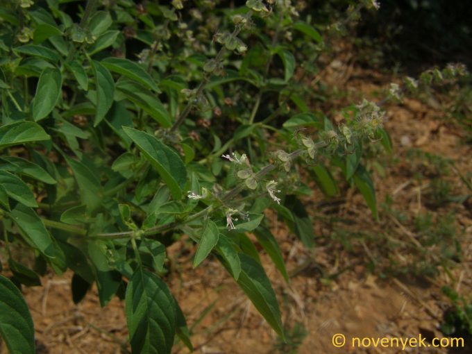 Image of plant Ocimum gratissimum
