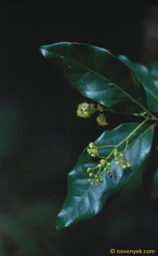 Image of plant Ocotea foetens