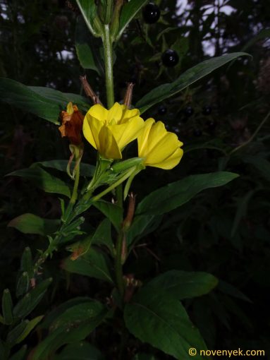 Image of plant Oenothera biennis