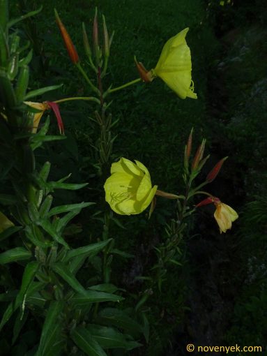 Image of plant Oenothera glazioviana