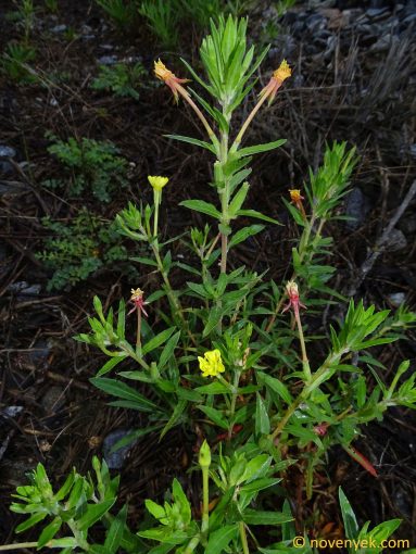 Image of plant Oenothera parviflora