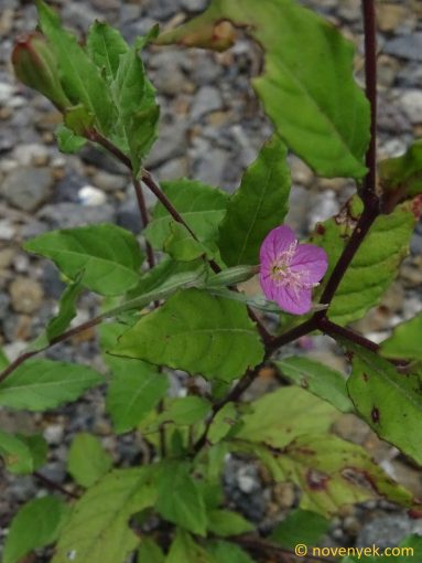 Image of plant Oenothera rosea