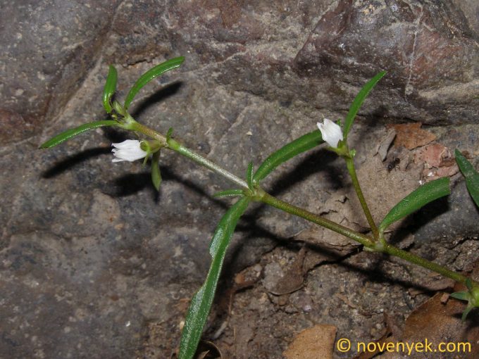 Image of plant Oldenlandia diffusa
