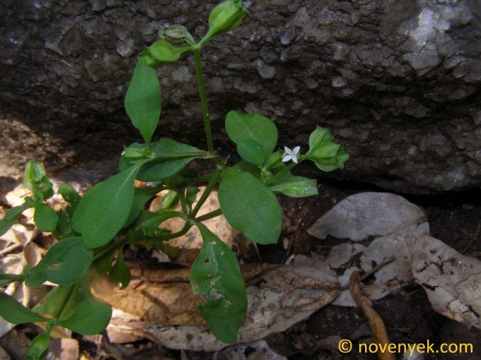 Image of plant Oldenlandia pterita