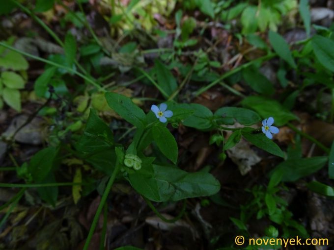 Image of plant Omphalodes scorpioides