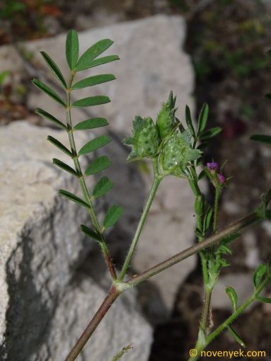 Image of plant Onobrychis crista-galli