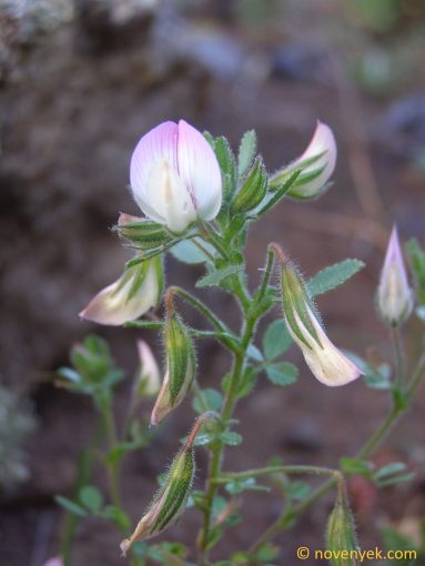 Image of plant Ononis laxiflora