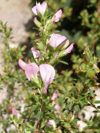Image of plant Ononis spinosa