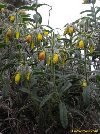 Image of plant Onosma frutescens