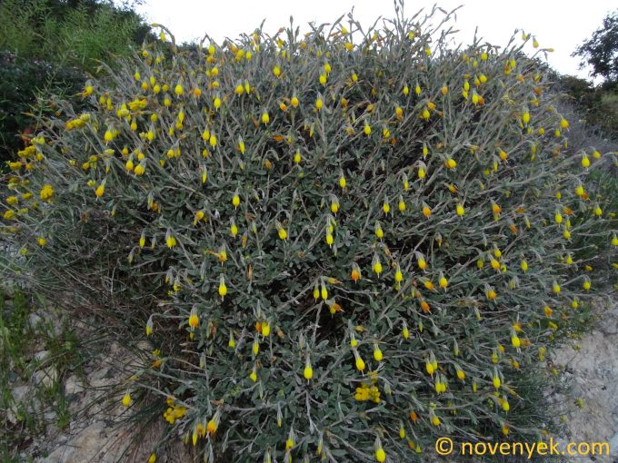 Image of plant Onosma fruticosa