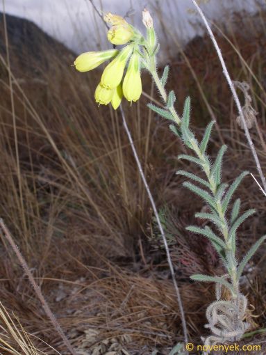 Image of plant Onosma tornensis