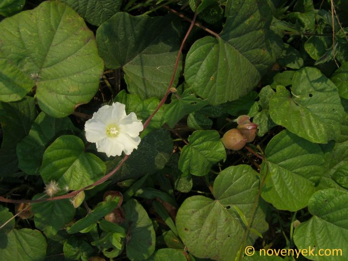 Image of plant Operculina turpethum
