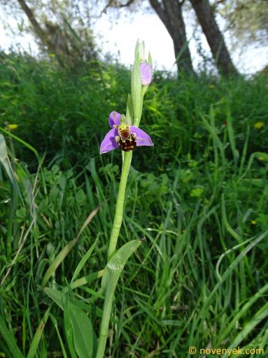 Image of plant Ophrys apifera