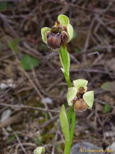 Image of plant Ophrys bombyliflora