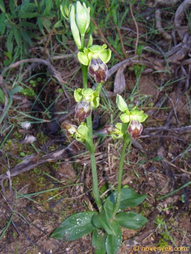 Image of plant Ophrys fusca
