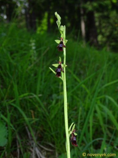 Image of plant Ophrys insectifera