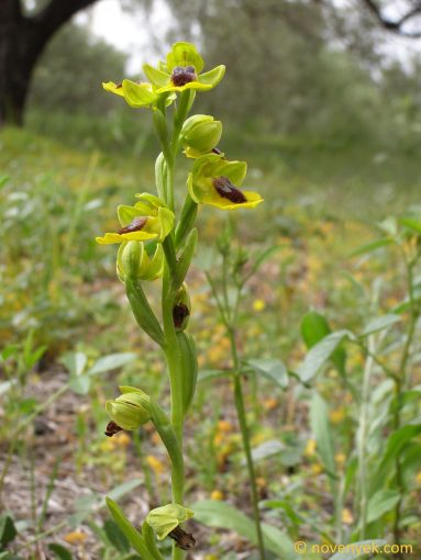 Image of plant Ophrys lutea