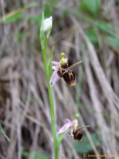 Image of plant Ophrys oestrifera