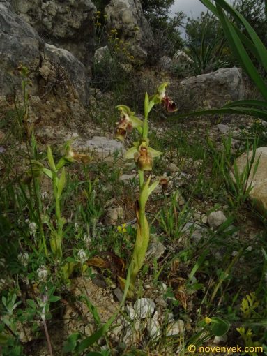 Image of plant Ophrys umbilicata