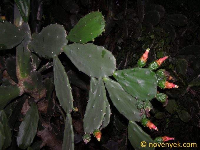 Image of plant Opuntia cochenillifera