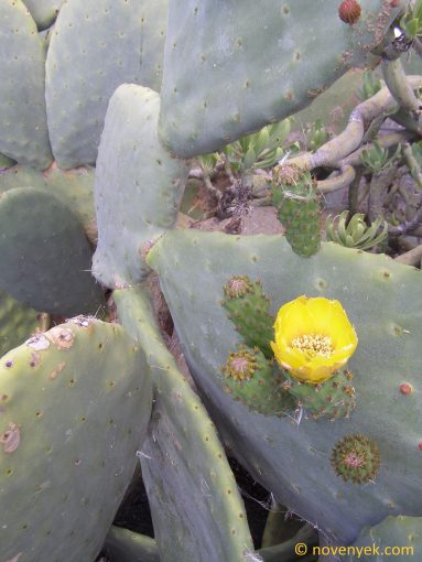 Image of plant Opuntia ficus-indica