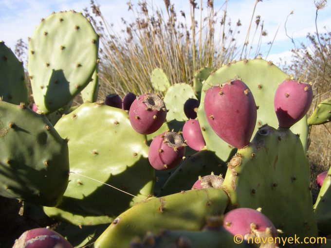 Image of plant Opuntia stricta