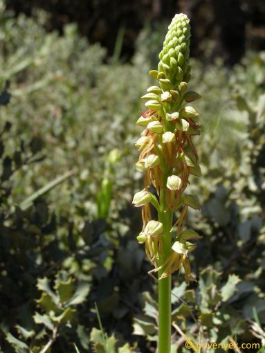Image of plant Orchis anthropophora