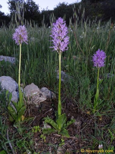 Image of plant Orchis italica