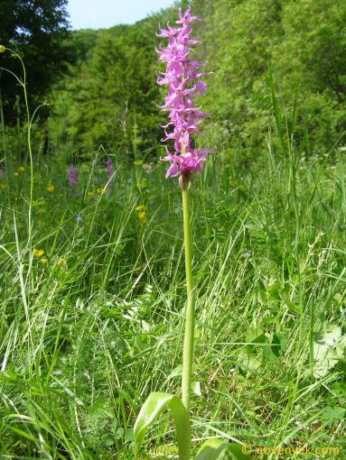 Image of plant Orchis mascula