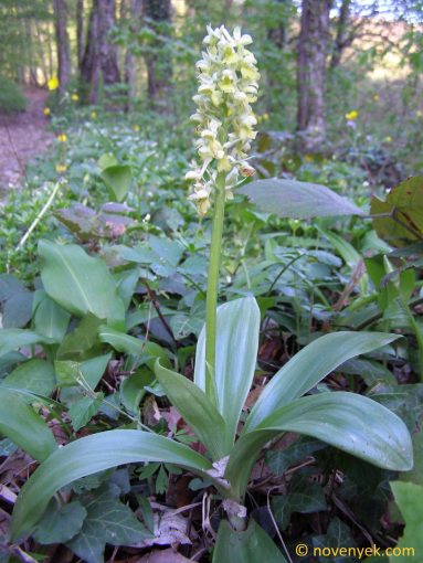 Image of plant Orchis pallens