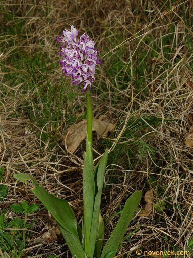 Image of plant Orchis simia