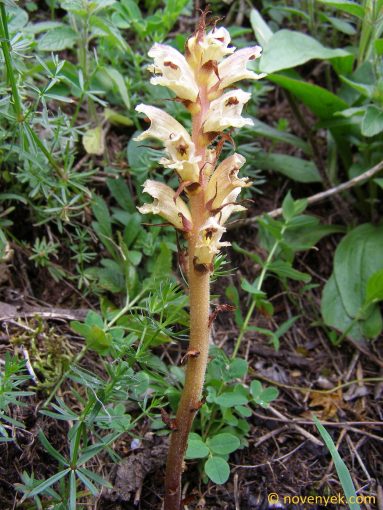Image of plant Orobanche caryophyllacea