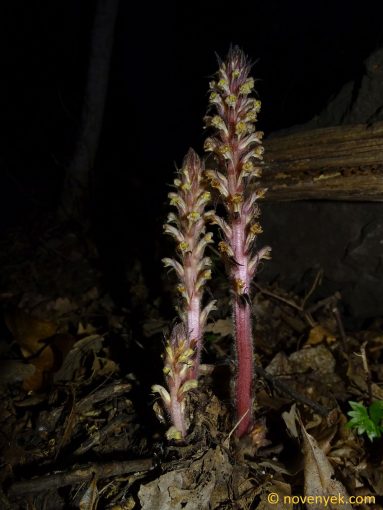 Image of plant Orobanche hederae