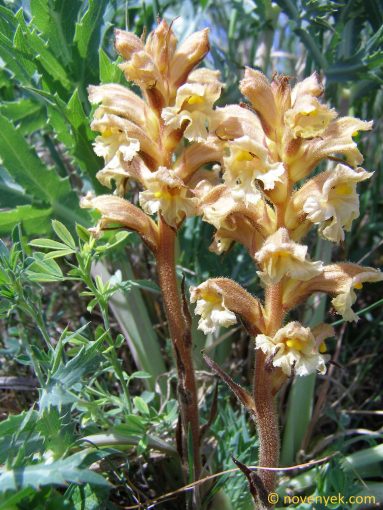 Image of plant Orobanche lutea
