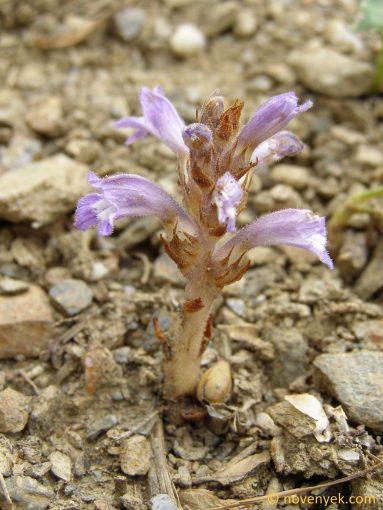 Image of plant Orobanche nana