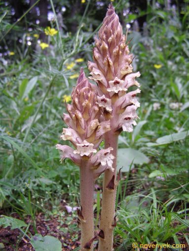 Image of plant Orobanche pallidiflora