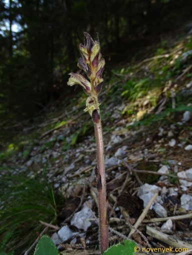 Image of plant Orobanche reticulata