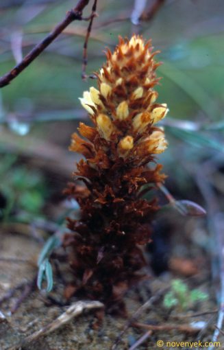 Image of plant Orobanche sideana