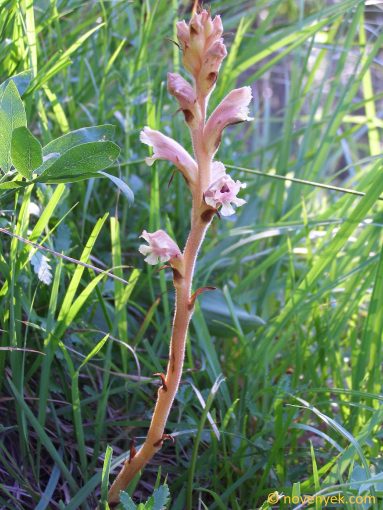 Image of plant Orobanche teucrii