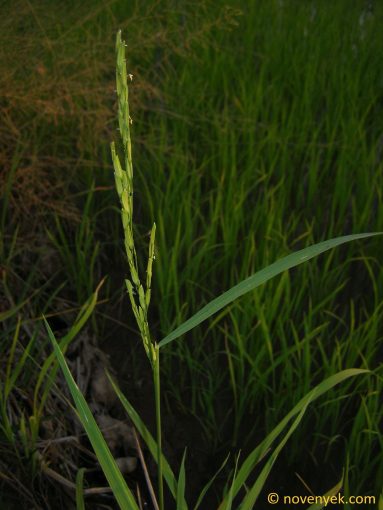 Image of plant Oryza sativa