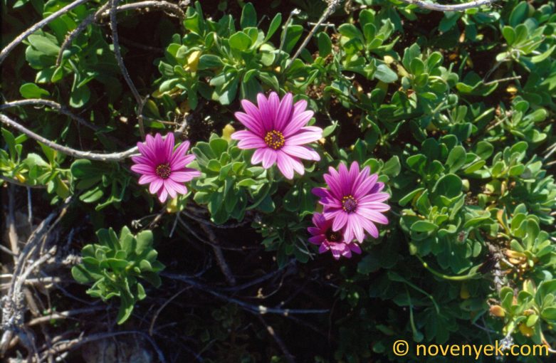 Image of plant Osteospermum fruticosum